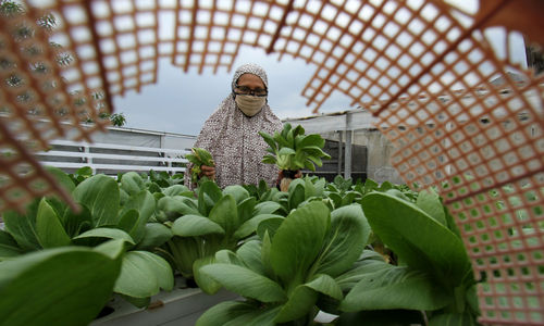 <p>Sutriani Kamal mengecek tanaman hidroponik di kebunnya yang berada di atas atap rumahnya kawasan Sudimara Barat, Kecamatan Ciledug, Tangerang Selatan, Rabu, 14 Oktober 2020.  Berkat ketelatenannya membudidayakan sayuran, Sutriani bersama suaminya sukses meraup untung dari hasil panen sayuran hidroponik sekitar Rp 5 juta setiap bulannya. Hasil panen yang hanya dipasarkan sekitaran lingkungan dan para UMKM di Kecamatan Ciledug sangat membantu perekonomian keluarganya dimasa pandemi. Pembeli dapat memanen atau memilih sendiri sayuran yang diinginkan dengan harga yang terjangkau Rp4 ribu per ikatnya. Foto: Panji Asmoro/TrenAsia</p>
