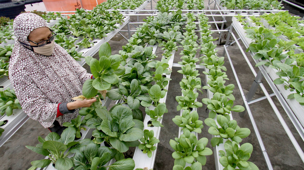 <p>Sutriani Kamal mengecek tanaman hidroponik di kebunnya yang berada di atas atap rumahnya kawasan Sudimara Barat, Kecamatan Ciledug, Tangerang Selatan, Rabu, 14 Oktober 2020.  Berkat ketelatenannya membudidayakan sayuran, Sutriani bersama suaminya sukses meraup untung dari hasil panen sayuran hidroponik sekitar Rp 5 juta setiap bulannya. Hasil panen yang hanya dipasarkan sekitaran lingkungan dan para UMKM di Kecamatan Ciledug sangat membantu perekonomian keluarganya dimasa pandemi. Pembeli dapat memanen atau memilih sendiri sayuran yang diinginkan dengan harga yang terjangkau Rp4 ribu per ikatnya. Foto: Panji Asmoro/TrenAsia</p>
