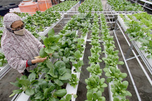 <p>Sutriani Kamal mengecek tanaman hidroponik di kebunnya yang berada di atas atap rumahnya kawasan Sudimara Barat, Kecamatan Ciledug, Tangerang Selatan, Rabu, 14 Oktober 2020.  Berkat ketelatenannya membudidayakan sayuran, Sutriani bersama suaminya sukses meraup untung dari hasil panen sayuran hidroponik sekitar Rp 5 juta setiap bulannya. Hasil panen yang hanya dipasarkan sekitaran lingkungan dan para UMKM di Kecamatan Ciledug sangat membantu perekonomian keluarganya dimasa pandemi. Pembeli dapat memanen atau memilih sendiri sayuran yang diinginkan dengan harga yang terjangkau Rp4 ribu per ikatnya. Foto: Panji Asmoro/TrenAsia</p>
