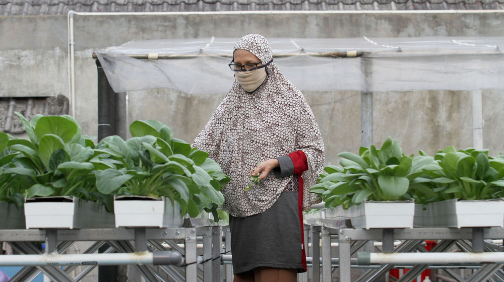 <p>Sutriani Kamal mengecek tanaman hidroponik di kebunnya yang berada di atas atap rumahnya kawasan Sudimara Barat, Kecamatan Ciledug, Tangerang Selatan, Rabu, 14 Oktober 2020.  Berkat ketelatenannya membudidayakan sayuran, Sutriani bersama suaminya sukses meraup untung dari hasil panen sayuran hidroponik sekitar Rp 5 juta setiap bulannya. Hasil panen yang hanya dipasarkan sekitaran lingkungan dan para UMKM di Kecamatan Ciledug sangat membantu perekonomian keluarganya dimasa pandemi. Pembeli dapat memanen atau memilih sendiri sayuran yang diinginkan dengan harga yang terjangkau Rp4 ribu per ikatnya. Foto: Panji Asmoro/TrenAsia</p>
