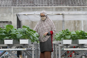 <p>Sutriani Kamal mengecek tanaman hidroponik di kebunnya yang berada di atas atap rumahnya kawasan Sudimara Barat, Kecamatan Ciledug, Tangerang Selatan, Rabu, 14 Oktober 2020.  Berkat ketelatenannya membudidayakan sayuran, Sutriani bersama suaminya sukses meraup untung dari hasil panen sayuran hidroponik sekitar Rp 5 juta setiap bulannya. Hasil panen yang hanya dipasarkan sekitaran lingkungan dan para UMKM di Kecamatan Ciledug sangat membantu perekonomian keluarganya dimasa pandemi. Pembeli dapat memanen atau memilih sendiri sayuran yang diinginkan dengan harga yang terjangkau Rp4 ribu per ikatnya. Foto: Panji Asmoro/TrenAsia</p>
