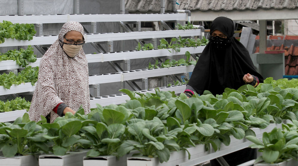<p>Sutriani Kamal bersama tetangga mengecek tanaman hidroponik di kebunnya yang berada di atas atap rumahnya kawasan Sudimara Barat, Kecamatan Ciledug, Tangerang Selatan, Rabu, 14 Oktober 2020.  Berkat ketelatenannya membudidayakan sayuran, Sutriani bersama suaminya sukses meraup untung dari hasil panen sayuran hidroponik sekitar Rp 5 juta setiap bulannya. Hasil panen yang hanya dipasarkan sekitaran lingkungan dan para UMKM di Kecamatan Ciledug sangat membantu perekonomian keluarganya dimasa pandemi. Pembeli dapat memanen atau memilih sendiri sayuran yang diinginkan dengan harga yang terjangkau Rp4 ribu per ikatnya. Foto: Panji Asmoro/TrenAsia</p>
