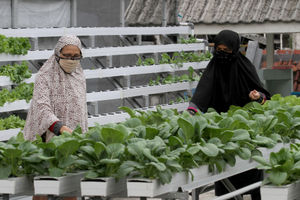 <p>Sutriani Kamal bersama tetangga mengecek tanaman hidroponik di kebunnya yang berada di atas atap rumahnya kawasan Sudimara Barat, Kecamatan Ciledug, Tangerang Selatan, Rabu, 14 Oktober 2020.  Berkat ketelatenannya membudidayakan sayuran, Sutriani bersama suaminya sukses meraup untung dari hasil panen sayuran hidroponik sekitar Rp 5 juta setiap bulannya. Hasil panen yang hanya dipasarkan sekitaran lingkungan dan para UMKM di Kecamatan Ciledug sangat membantu perekonomian keluarganya dimasa pandemi. Pembeli dapat memanen atau memilih sendiri sayuran yang diinginkan dengan harga yang terjangkau Rp4 ribu per ikatnya. Foto: Panji Asmoro/TrenAsia</p>
