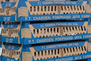 <p>Produk Day Old Chicks (DOC) adalah salah satu bisnis andalan PT Charoen Pokphand Indonesia Tbk (CPIN) / Dok. Perseroan</p>