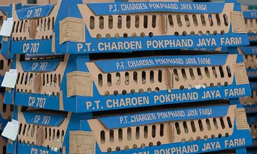 <p>Produk Day Old Chicks (DOC) adalah salah satu bisnis andalan PT Charoen Pokphand Indonesia Tbk (CPIN) / Dok. Perseroan</p>
