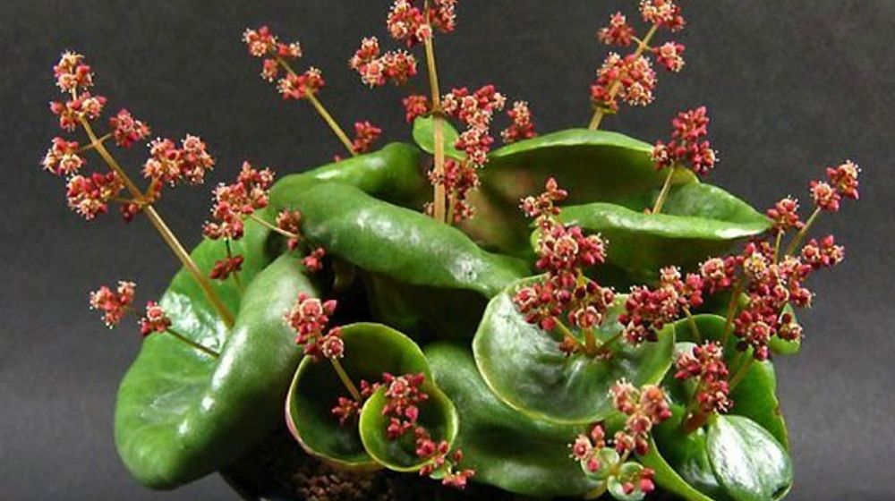 <p>foto: worldofsucculents.com</p>
