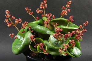 <p>foto: worldofsucculents.com</p>
