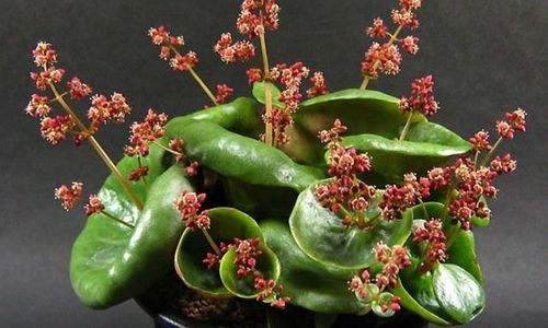 <p>foto: worldofsucculents.com</p>
