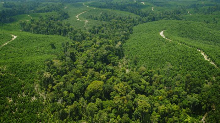 <p>Hutan Riau/KlikRiau.com</p>
