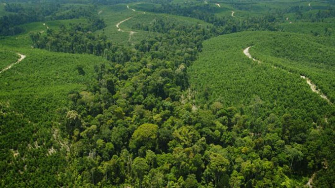 <p>Hutan Riau/KlikRiau.com</p>
