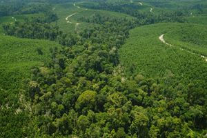 <p>Hutan Riau/KlikRiau.com</p>
