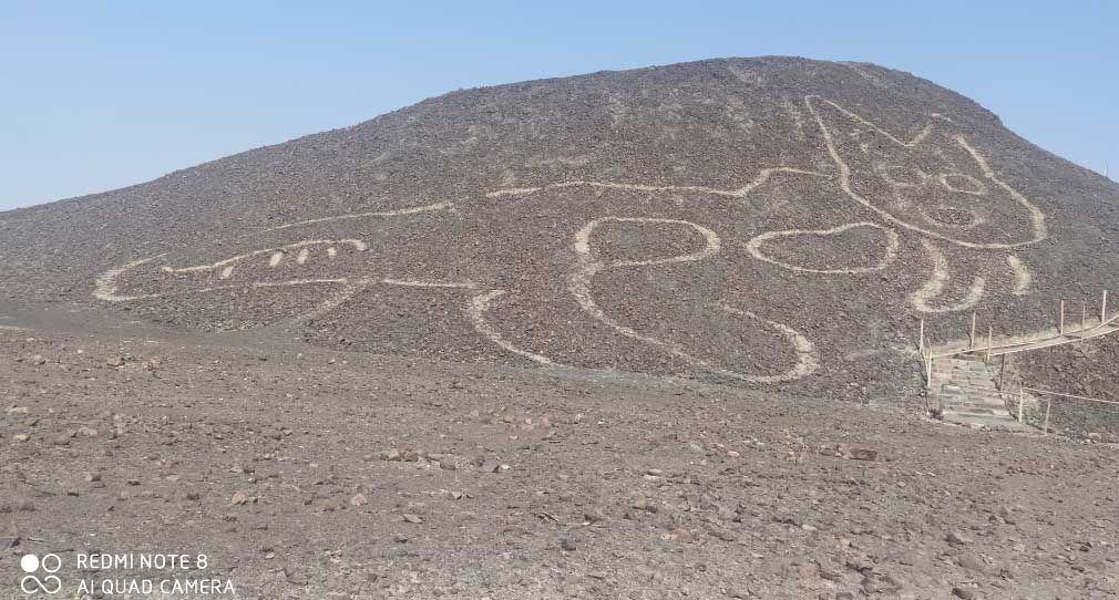 <p>Geoglyphkucing raksasa yang ditemukan di sebuah bukit di Peru./Foto: Johny Isla/Ministerio de Cultura</p>

