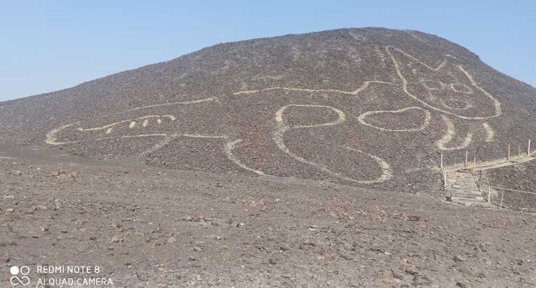 <p>Geoglyphkucing raksasa yang ditemukan di sebuah bukit di Peru./Foto: Johny Isla/Ministerio de Cultura</p>
