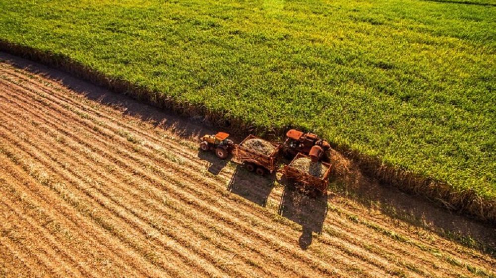 <p>Ilsutrasi perkebunan tebu di Brasil / Shutterstock</p>