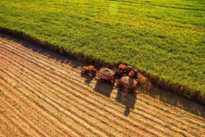 <p>Ilsutrasi perkebunan tebu di Brasil / Shutterstock</p>
