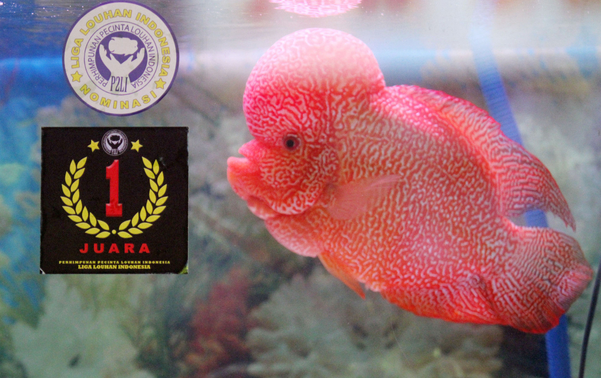 <p>Ikan Louhan yang dihargai Rp 350 Juta oleh pembeli usai memenangkan kompetisi tingkat nasional Liga Louhan Indonesia yang diselenggarakan di TangCity Mal, Tangerang, Banten, Minggu, 25 Oktober 2020. Foto: Panji Asmoro/TrenAsia</p>
