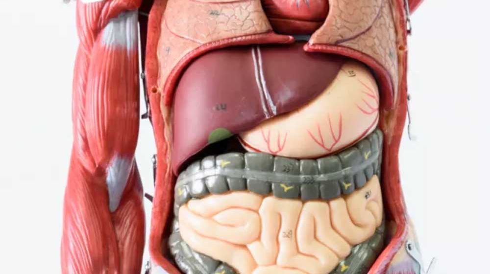 <p>Foto: Live Science</p>
