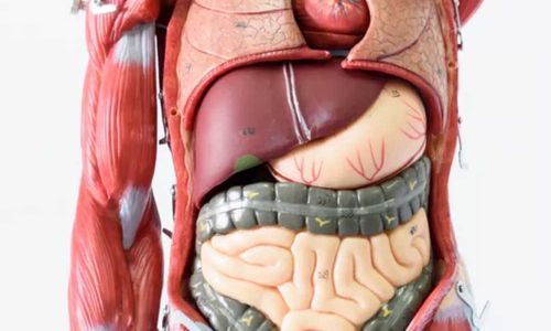 <p>Foto: Live Science</p>
