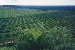 Kebun kelapa sawit PTPN