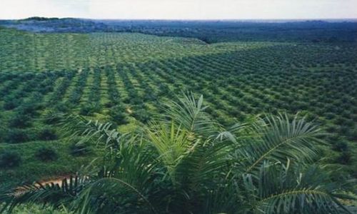 Kebun kelapa sawit PTPN