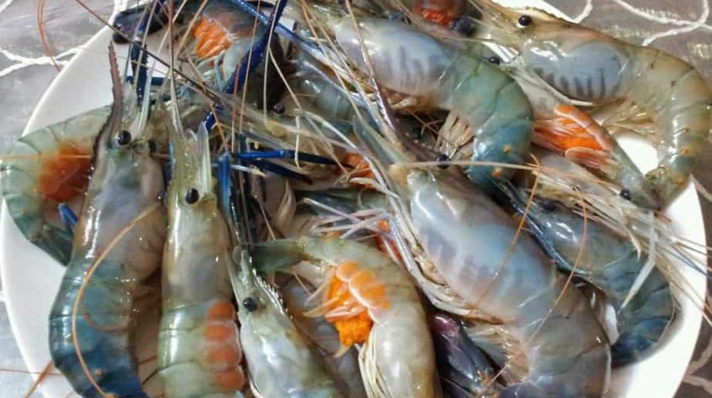 <p>Foto:agromedia</p>