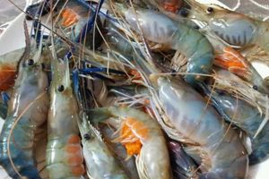 <p>Foto:agromedia</p>
