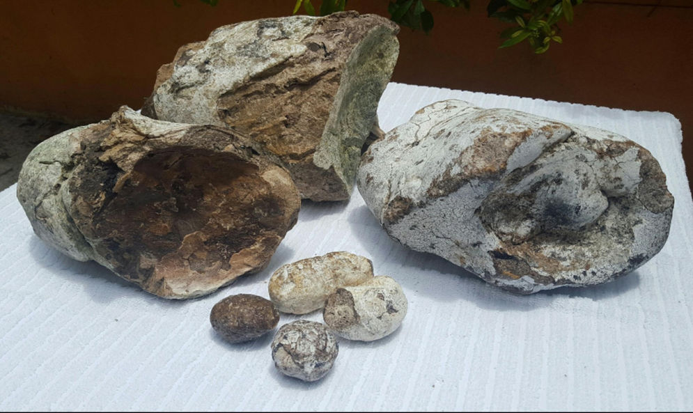 Ilustrasi - Ambergris, kotoran paus sperma yang bernilai tinggi karena kandungannya dapat membuat aroma parfum menjadi tahan lama.