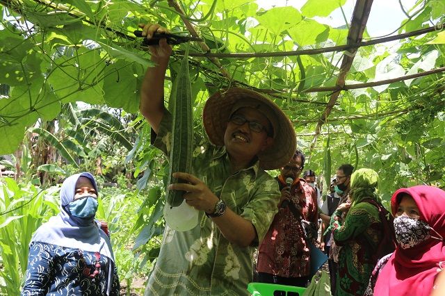 Lahan tidur disulap menjadi kebun sayur