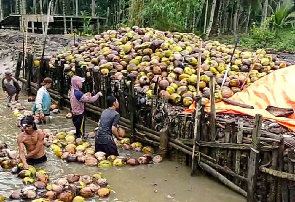 ilustrasi petani kelapa menyusun butiran kelapa