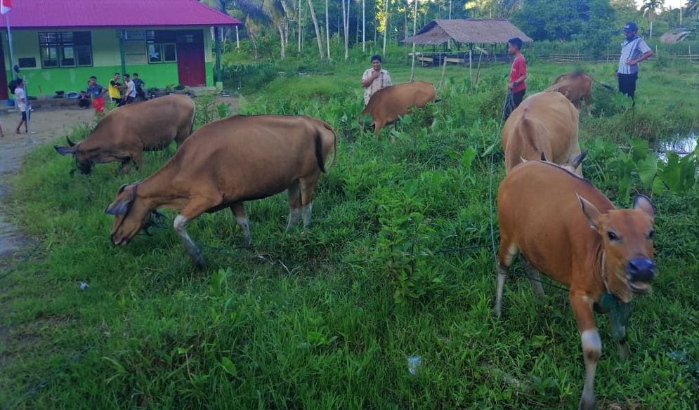 Peternakan sapi di Mentawai. Foto: ist