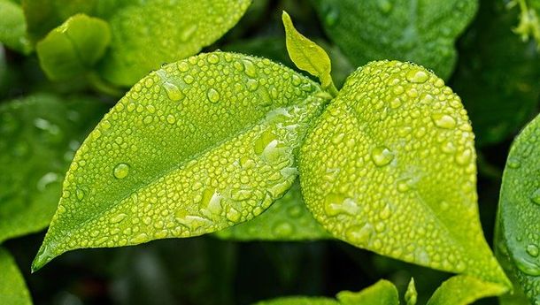 Deretan Tanaman Hias Air Ini Bisa Buat Rumah Semakin Adem