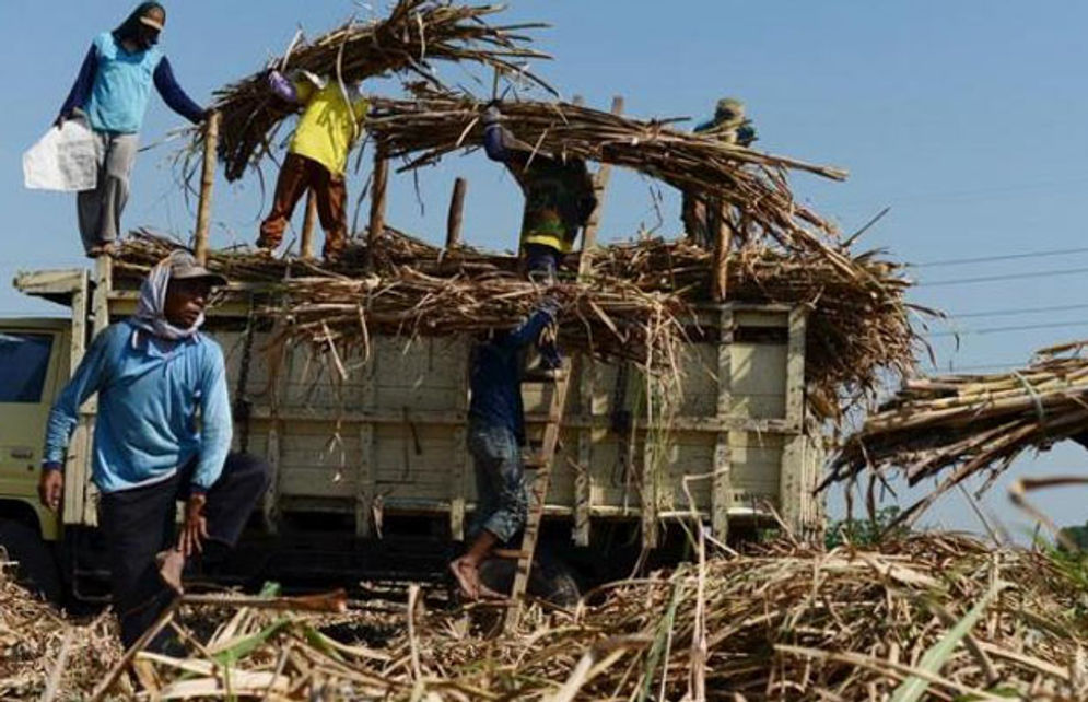 Petani tengah memanen tebunya