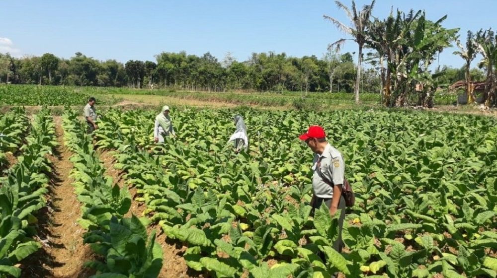 Ilustrasi perkebunan tembakau