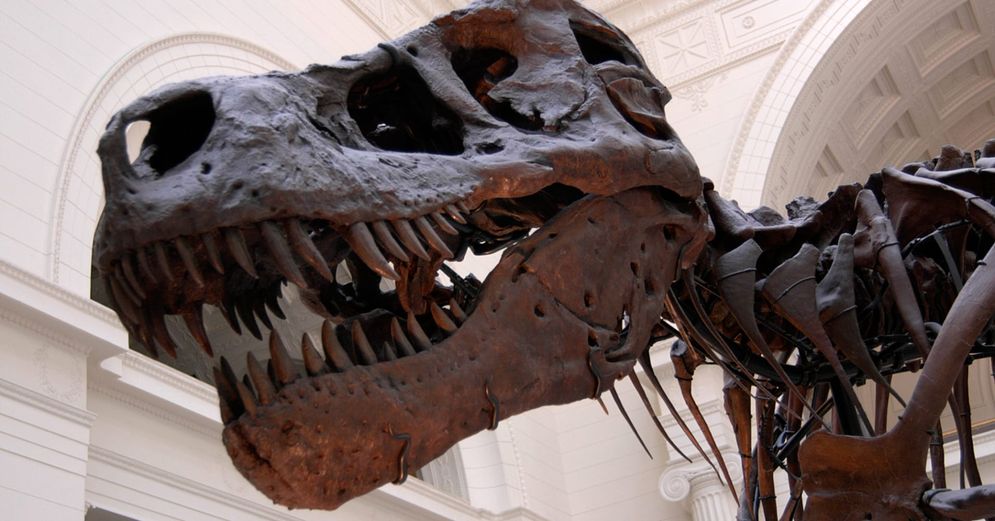 Ilustrasi - Kerangka T-Rex terlengkap di dunia akan segera dipamerkan di sebuah museum di North Carolina.