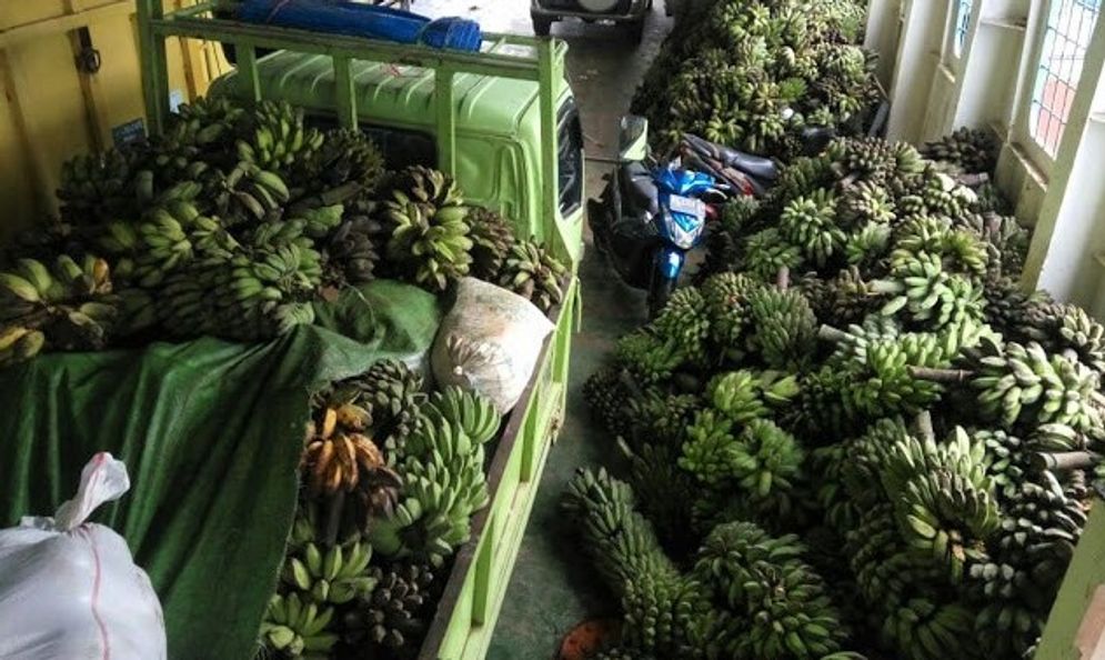 Pisang asal Kepulauan Mentawai yang dimuat di dalam kapal. Foto: ist