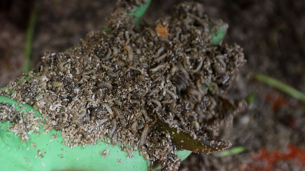 <p>Budidaya ulat maggot di Kantor Dinas Lingkungan Hidup DKI Jakarta, Rabu, 4 November 2020. Foto: Ismail Pohan/TrenAsia</p>
