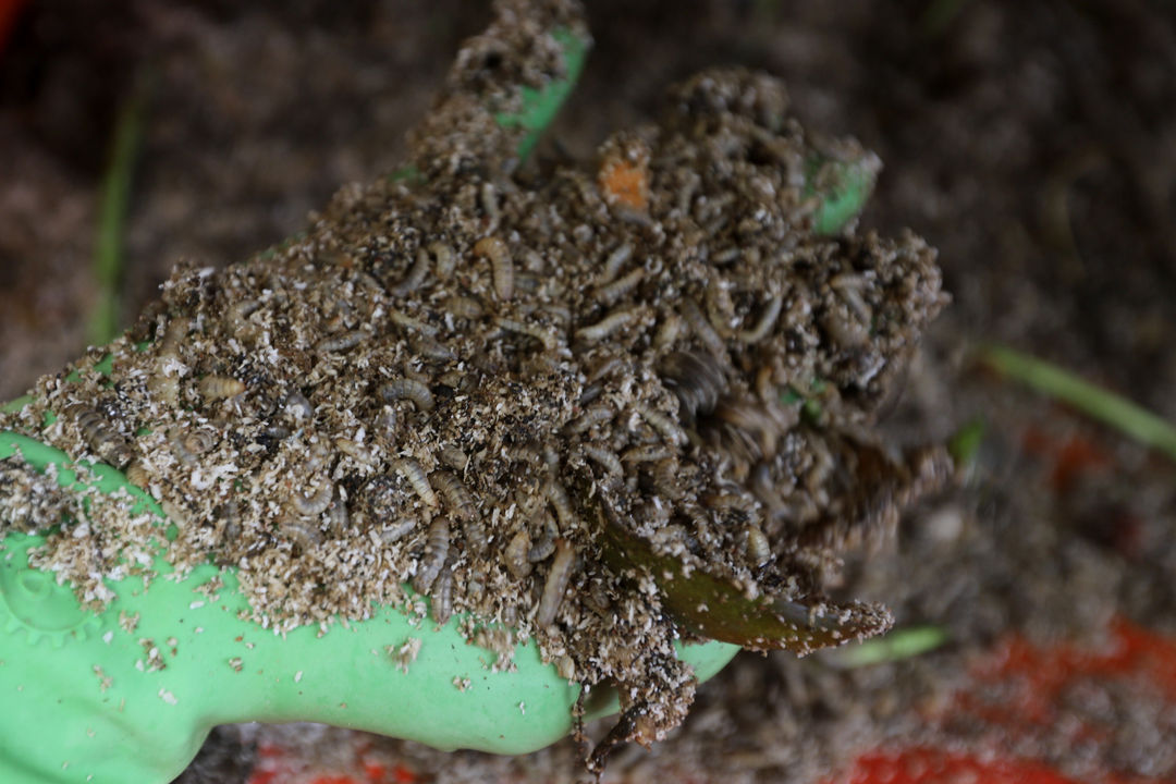 <p>Budidaya ulat maggot di Kantor Dinas Lingkungan Hidup DKI Jakarta, Rabu, 4 November 2020. Foto: Ismail Pohan/TrenAsia</p>
