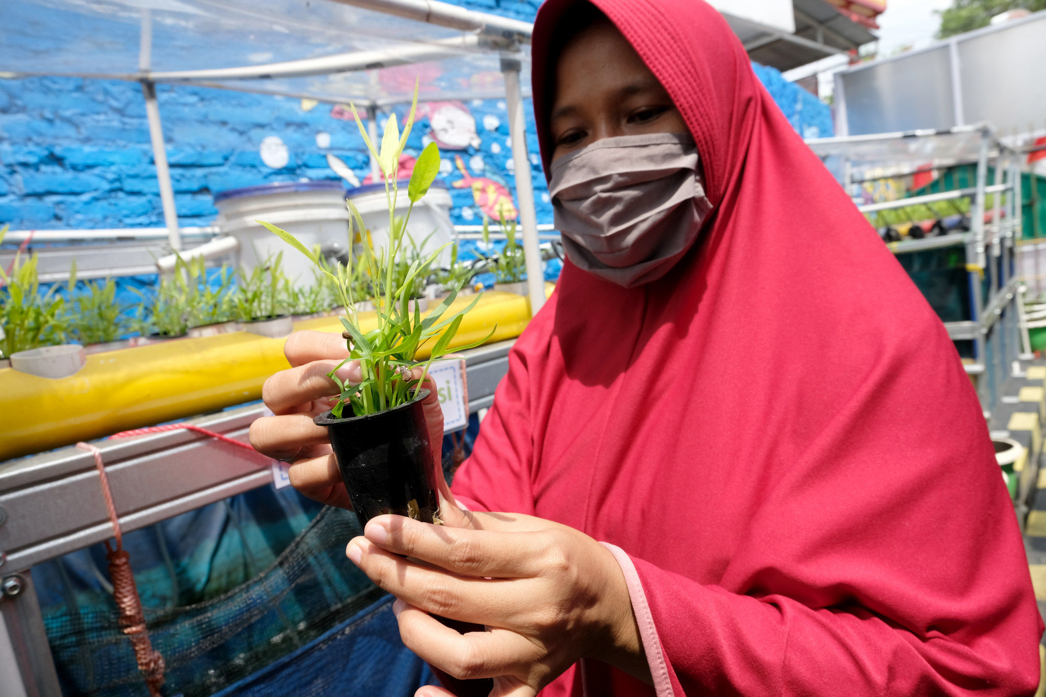 <p>Warga melakukan perawatan tanaman hidroponik di taman Kampung Sehat pemukiman warga RW 6 Kelurahan Utan Kayu Selatan, Matraman, Jakarta Timur, Kamis, 12 November 2020. Foto: Ismail Pohan/TrenAsia</p>
