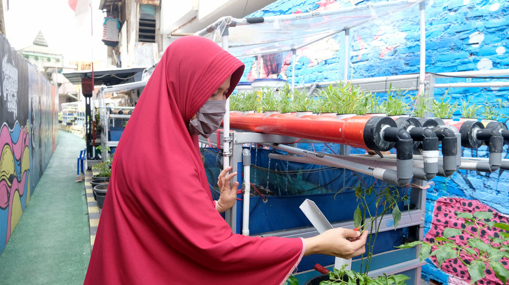 <p>Warga melakukan perawatan tanaman hidroponik di taman Kampung Sehat pemukiman warga RW 6 Kelurahan Utan Kayu Selatan, Matraman, Jakarta Timur, Kamis, 12 November 2020. Foto: Ismail Pohan/TrenAsia</p>
