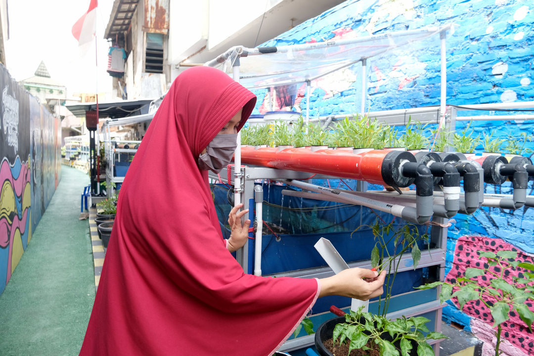 <p>Warga melakukan perawatan tanaman hidroponik di taman Kampung Sehat pemukiman warga RW 6 Kelurahan Utan Kayu Selatan, Matraman, Jakarta Timur, Kamis, 12 November 2020. Foto: Ismail Pohan/TrenAsia</p>
