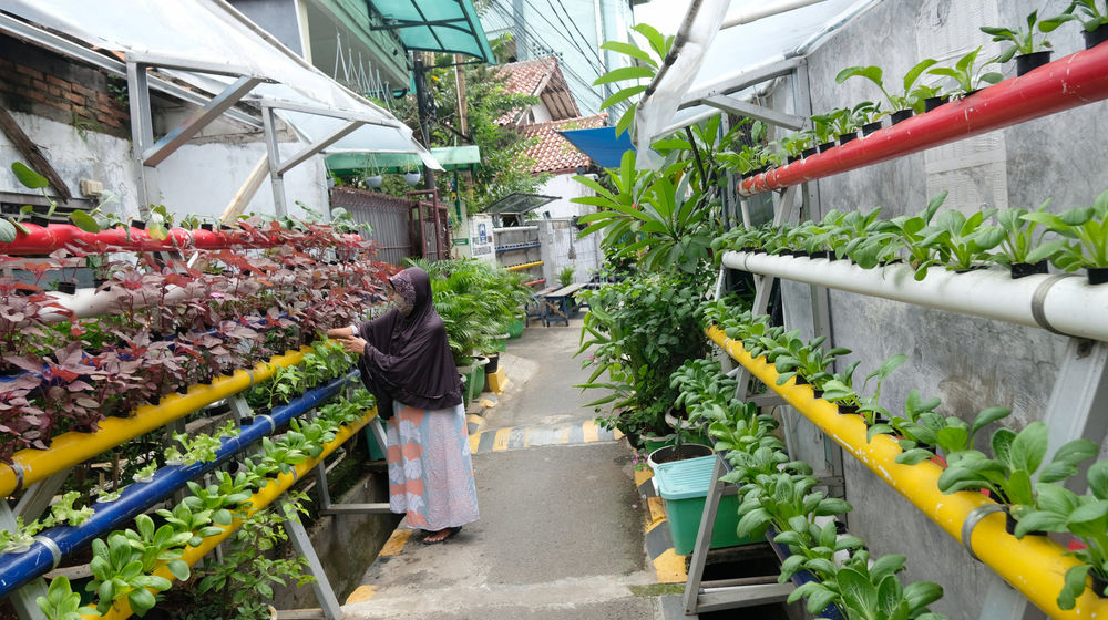 <p>Warga melakukan perawatan tanaman hidroponik di taman Kampung Sehat pemukiman warga RW 6 Kelurahan Utan Kayu Selatan, Matraman, Jakarta Timur, Kamis, 12 November 2020. Foto: Ismail Pohan/TrenAsia</p>
