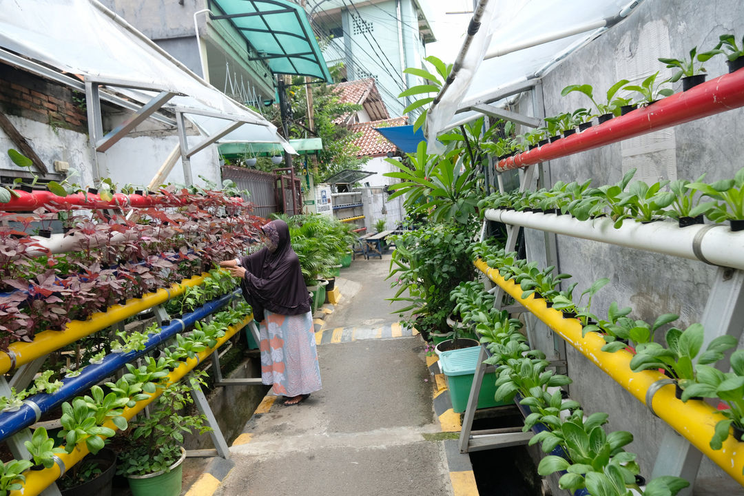 <p>Warga melakukan perawatan tanaman hidroponik di taman Kampung Sehat pemukiman warga RW 6 Kelurahan Utan Kayu Selatan, Matraman, Jakarta Timur, Kamis, 12 November 2020. Foto: Ismail Pohan/TrenAsia</p>
