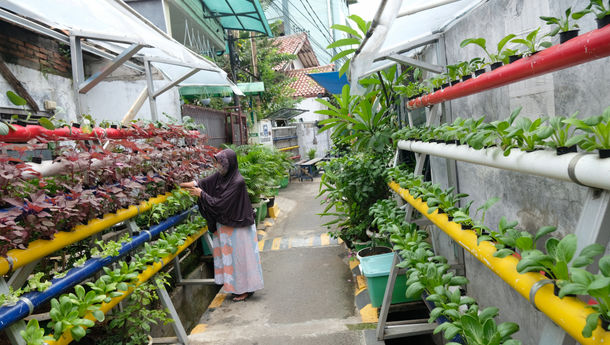 Solusi Pangan Masa Kini: Berkebun di Pekarangan Rumah!