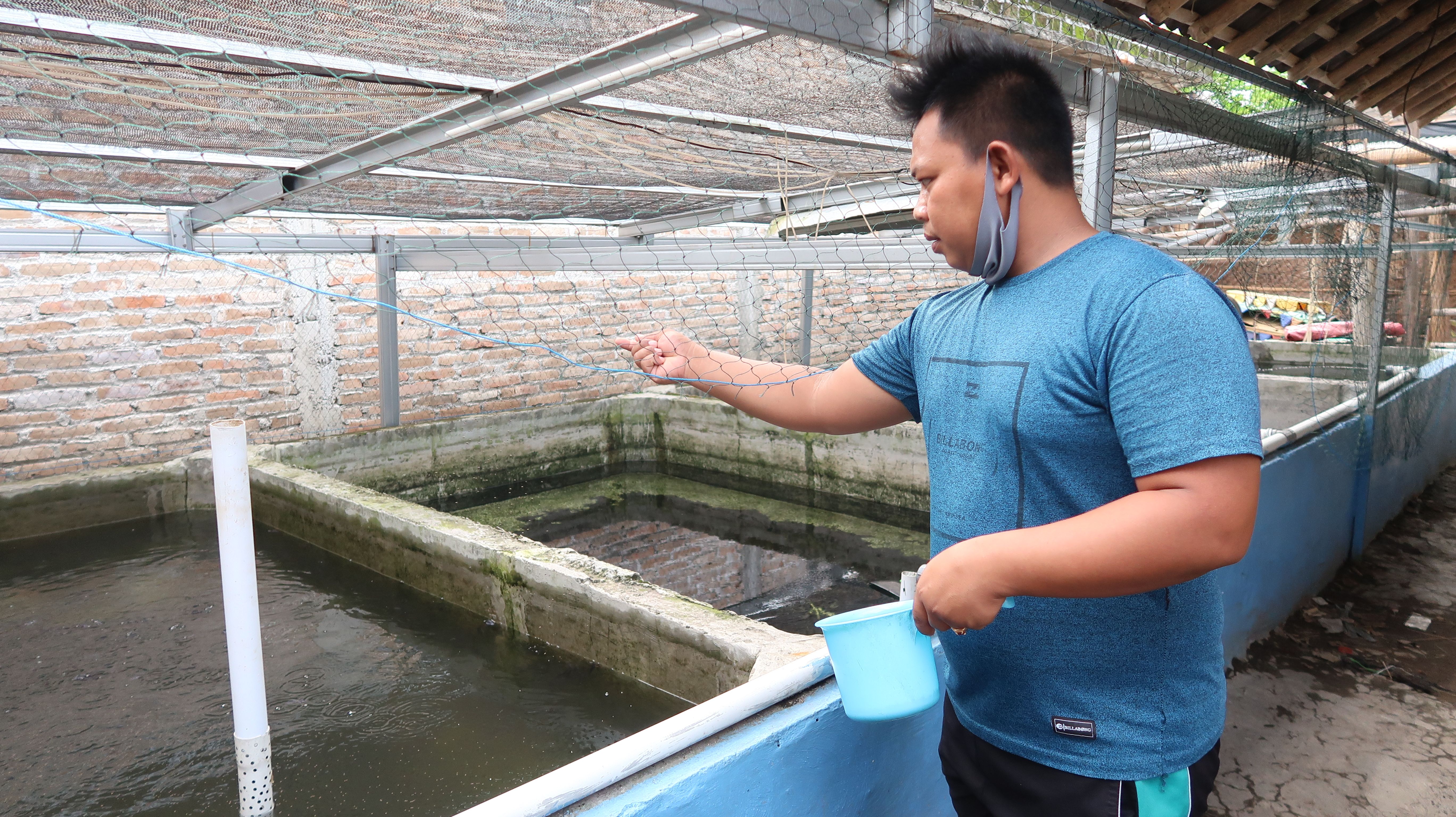 Bibit Lele Bantul
