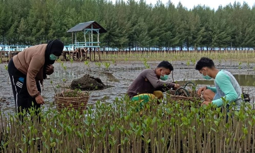 Penanaman mangrove di kawasan  wisata Pantai Penyu yang terdapat di Kampung Pasar Amping Parak, Nagari Amping Parak, Kecamatan Sutera, Kabupaten Pesisir Selatan. Foto: Haridman