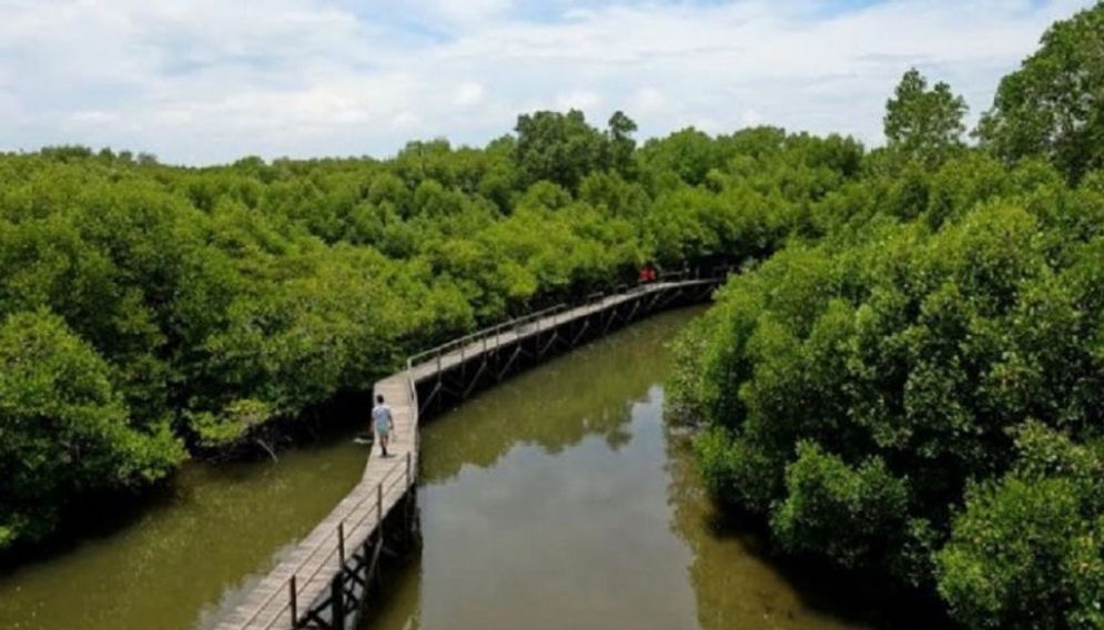 Hutan mangrove Wonorejo