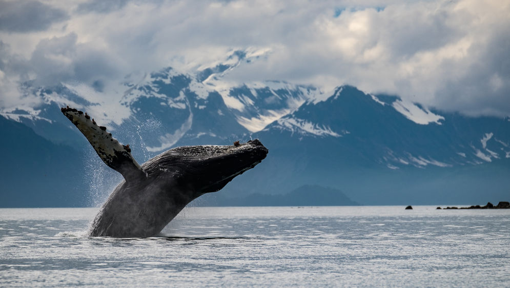 Seekor paus bungkuk berakrobat melompat keluar dari air di Taman Nasional dan Cagar Alam Glacier Bay.