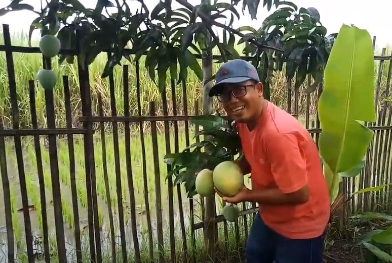 Tanaman buah