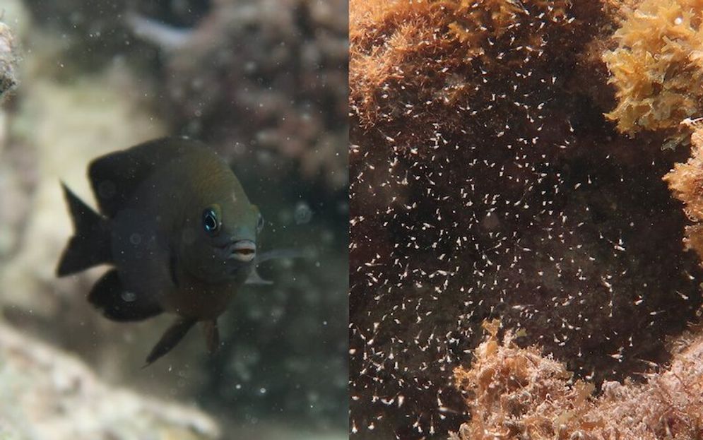 Longfin damselfish dikenal sebagai ikan yang merawat alga untuk makanan mereka. Hewan tersebut juga diketahui sebagai hewan pertama yang memelihara udang untuk membantu merawat alga.