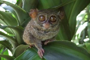 Imut! Tarsius, Primata Terkecil Sedunia Ternyata dari Sulawesi